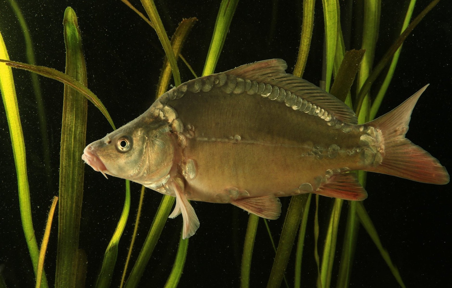 Karp pływający wśród wodnych roślin.