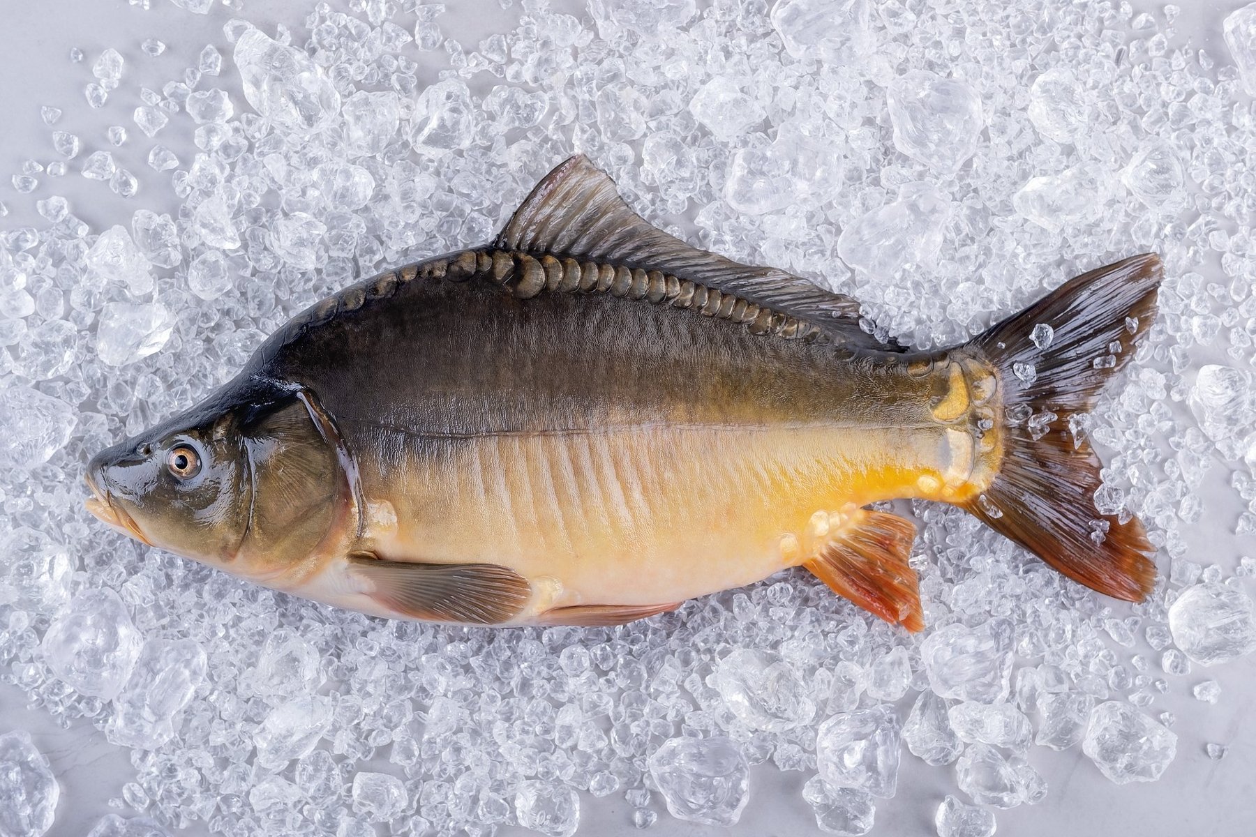 Karp położony na lodowych kryształkach.