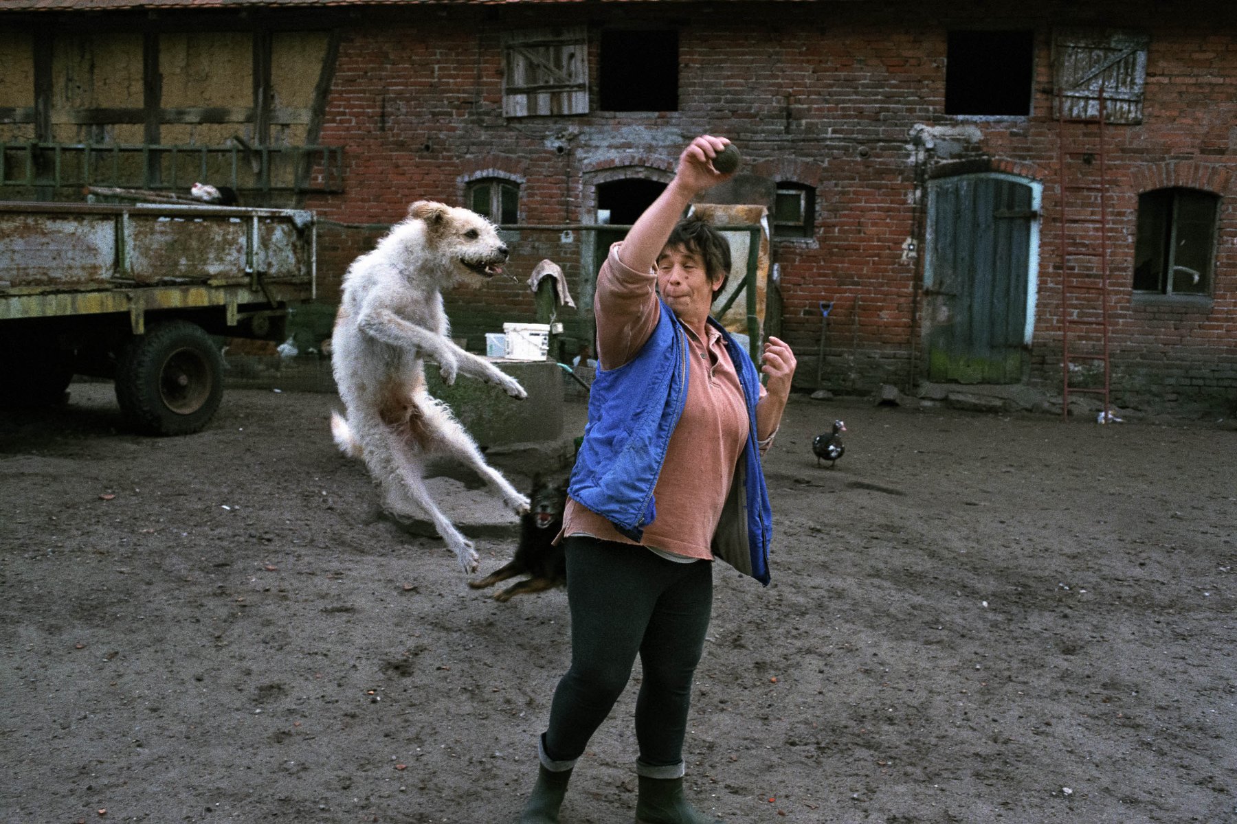 Kobieta bawi się z psem na podwórzu, pies w wysoku do piłki
