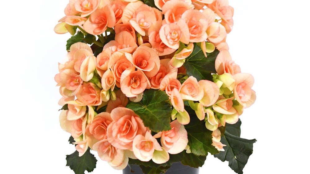 Begonia "Nicole Stone'