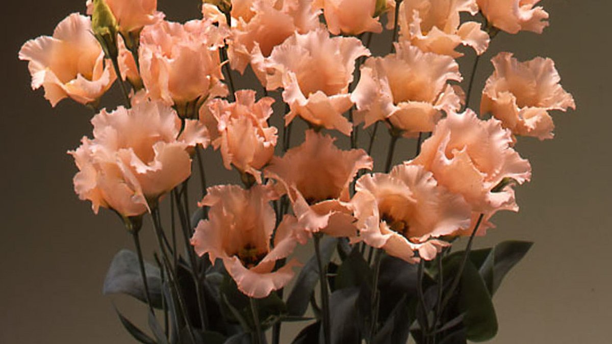 Eustoma "Falda Apricot'