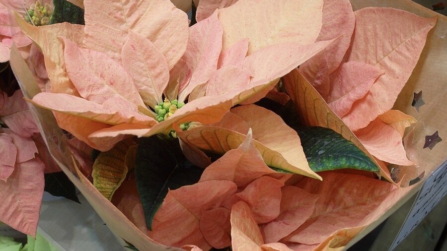 Poinsecja "Q-ismas Star® Oak' Fot. I. Stelmasiewicz