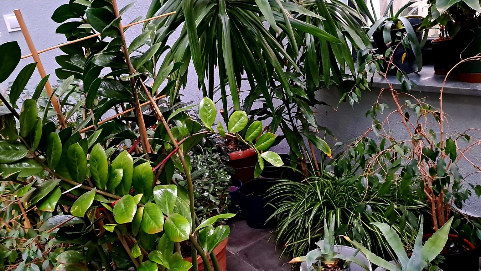 rośliny pokojowe,zamioculcas, dracena,ficus Benjamin,grubosz