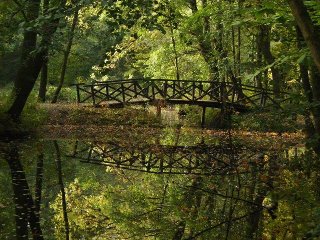 Zdjęcie przedstawia las.