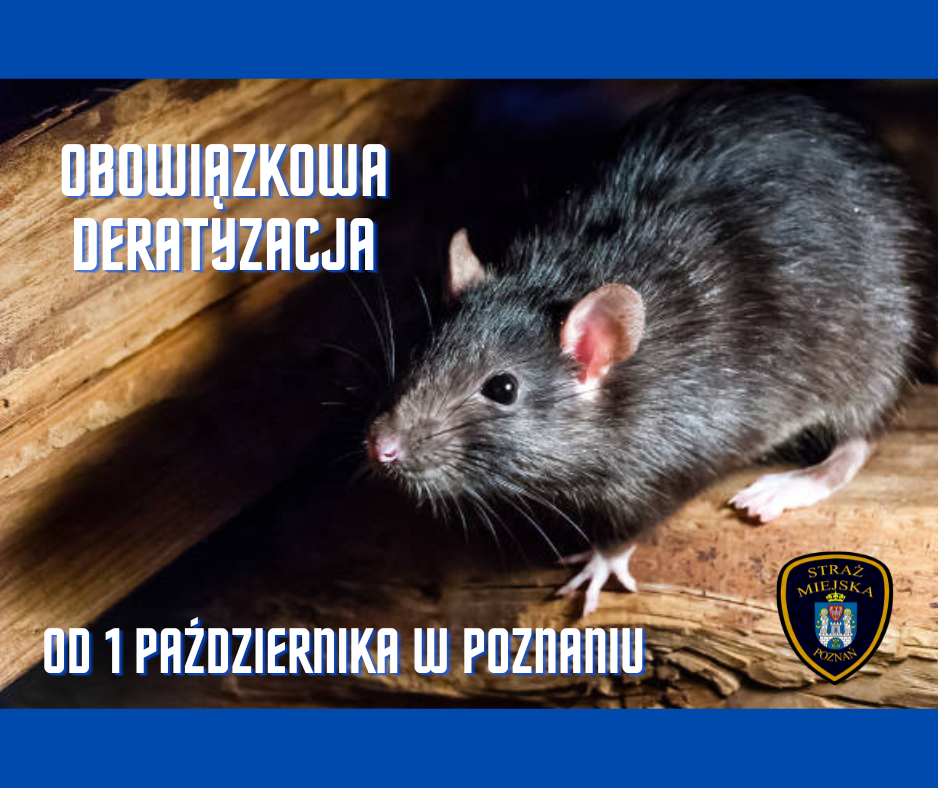Na obrazku szczur oraz informacja o rozpoczynającej się 1 października obowiązkowej deratyzacji
