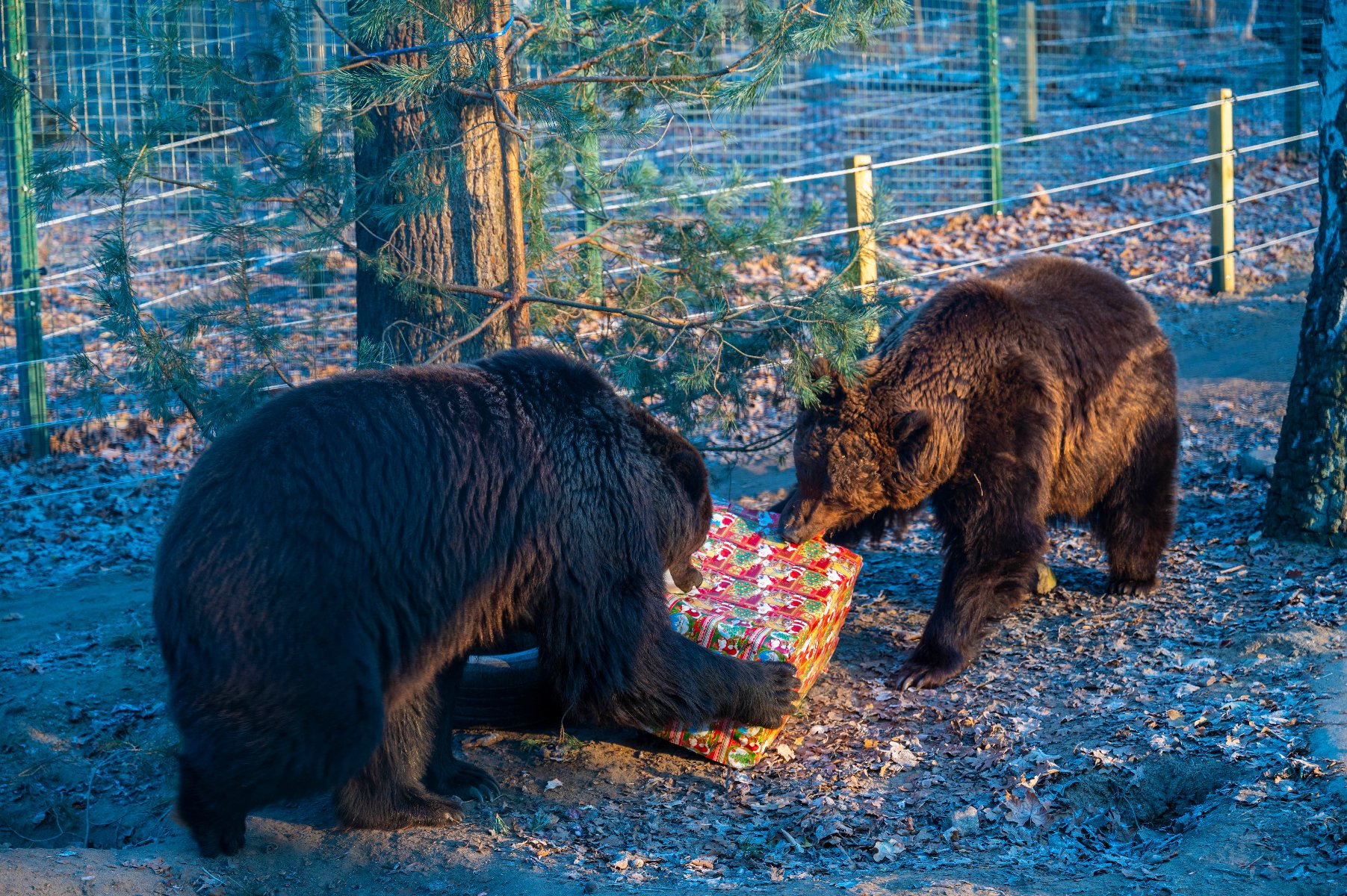 Na zdjęciu dwa niedźwiedzie rozrywające świąteczną paczkę na wybiegu