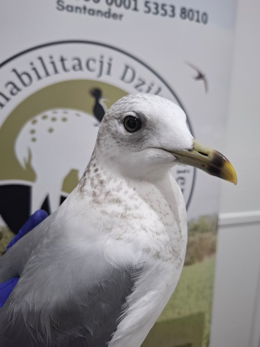 Na zdjęciu mewa trzymana w dłoniach
