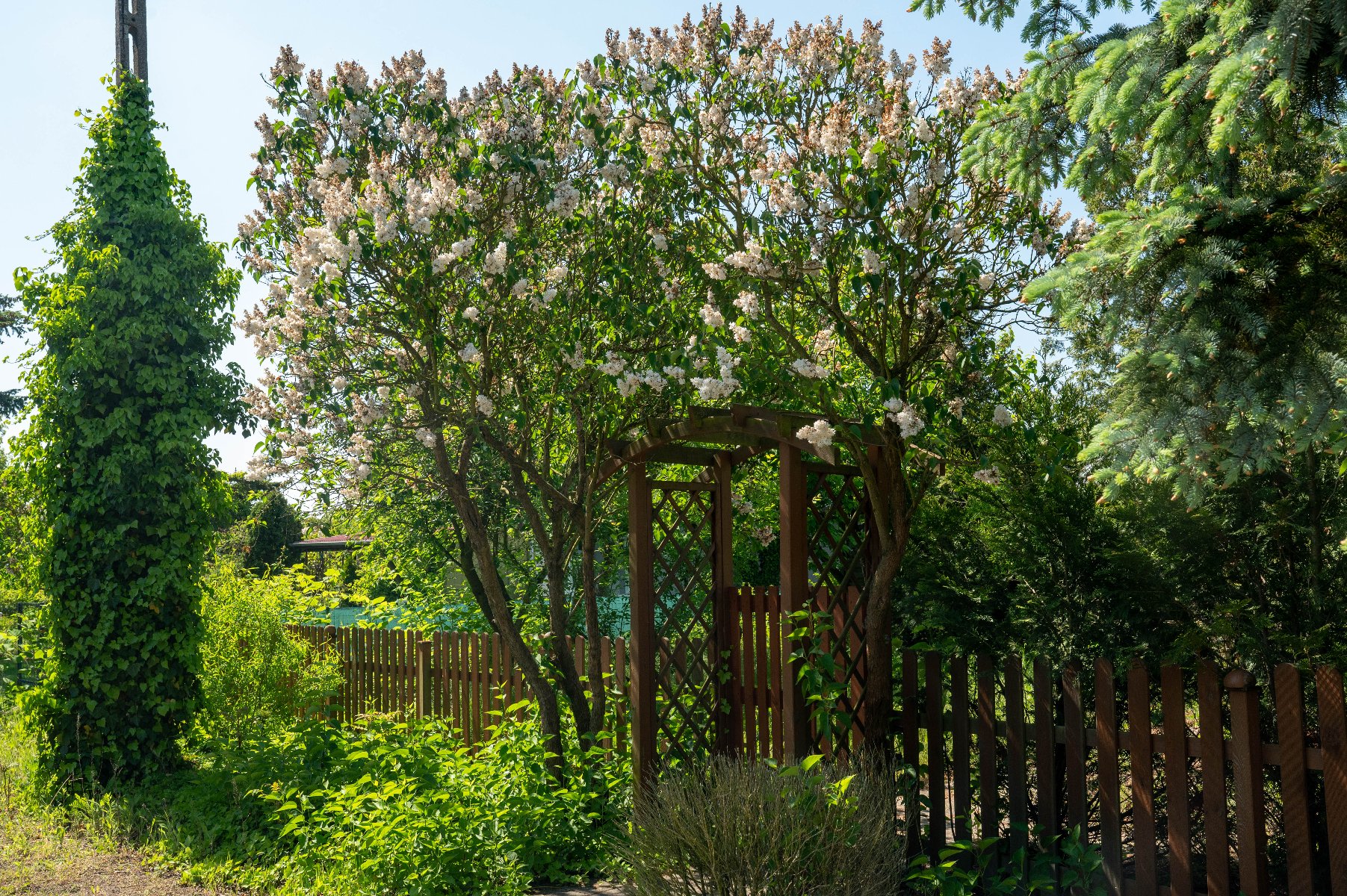 Na zdjeciu ogród działkowy, widać altanę, za nią drzewa