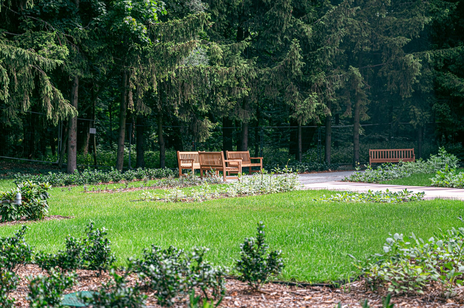 na zdjęciu park, w tle drzewa i ławki, na pierwszym planie rośliny zielone