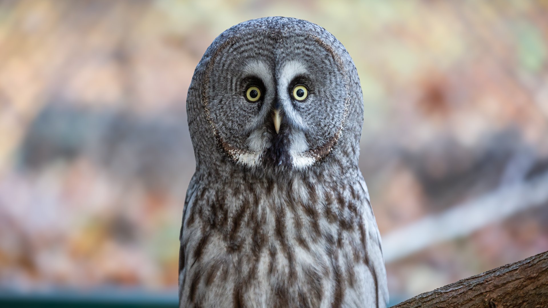 Na zdjęciu puszczyk mszarny na gałęzi. Tło rozmazane.