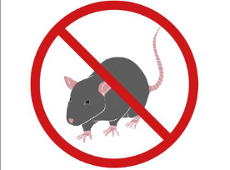 Obowiązkowa deratyzacja w Poznaniu Na zdjęciu widać szczura, który jest przekreślony.