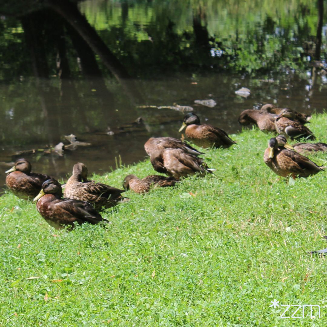 Nie należy karmić kaczek chlebem. Wybierajmy zdrowsze alternatywy - ziarna zbóż, kukurydzę, płatki owsiane lub specjalistyczną karmę dla ptaków wodnych