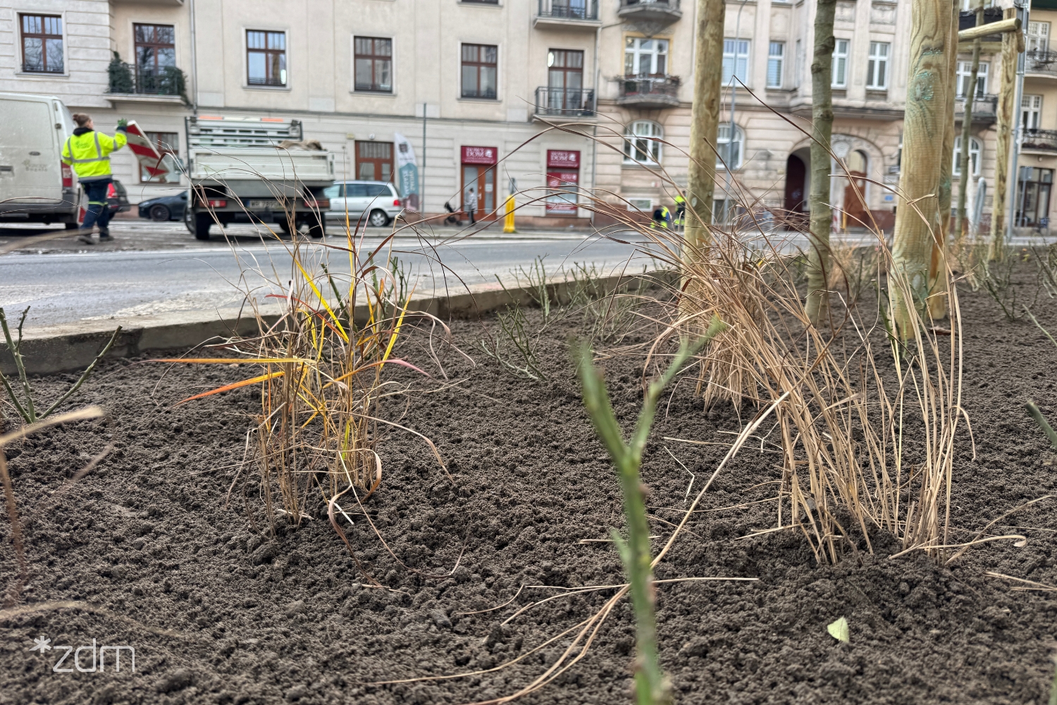 Nowe drzewa na ul. Wyspiańskiego