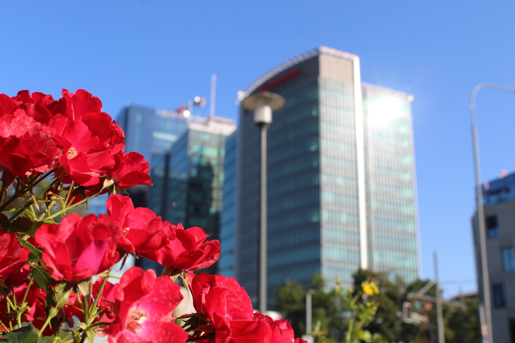 Od grudnia ubiegłego roku w Poznaniu obowiązuje obecna wersja Planu Adaptacji do Zmian Klimatu