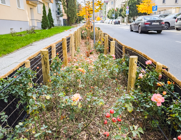 Odbrukowany fragment chodnika przy ul. Kochanowskiego z nową zielenią. Wokół widać maty zabezpieczające