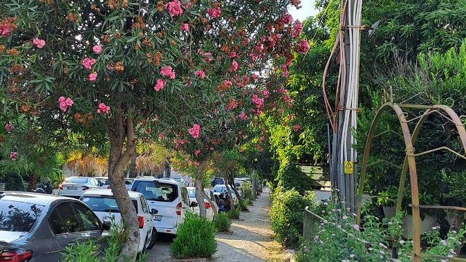 Oleander, na zdjęciu Oleander w naturalnych rozmiarach jako wysoki krzew,drzewo,widziane w Turcji