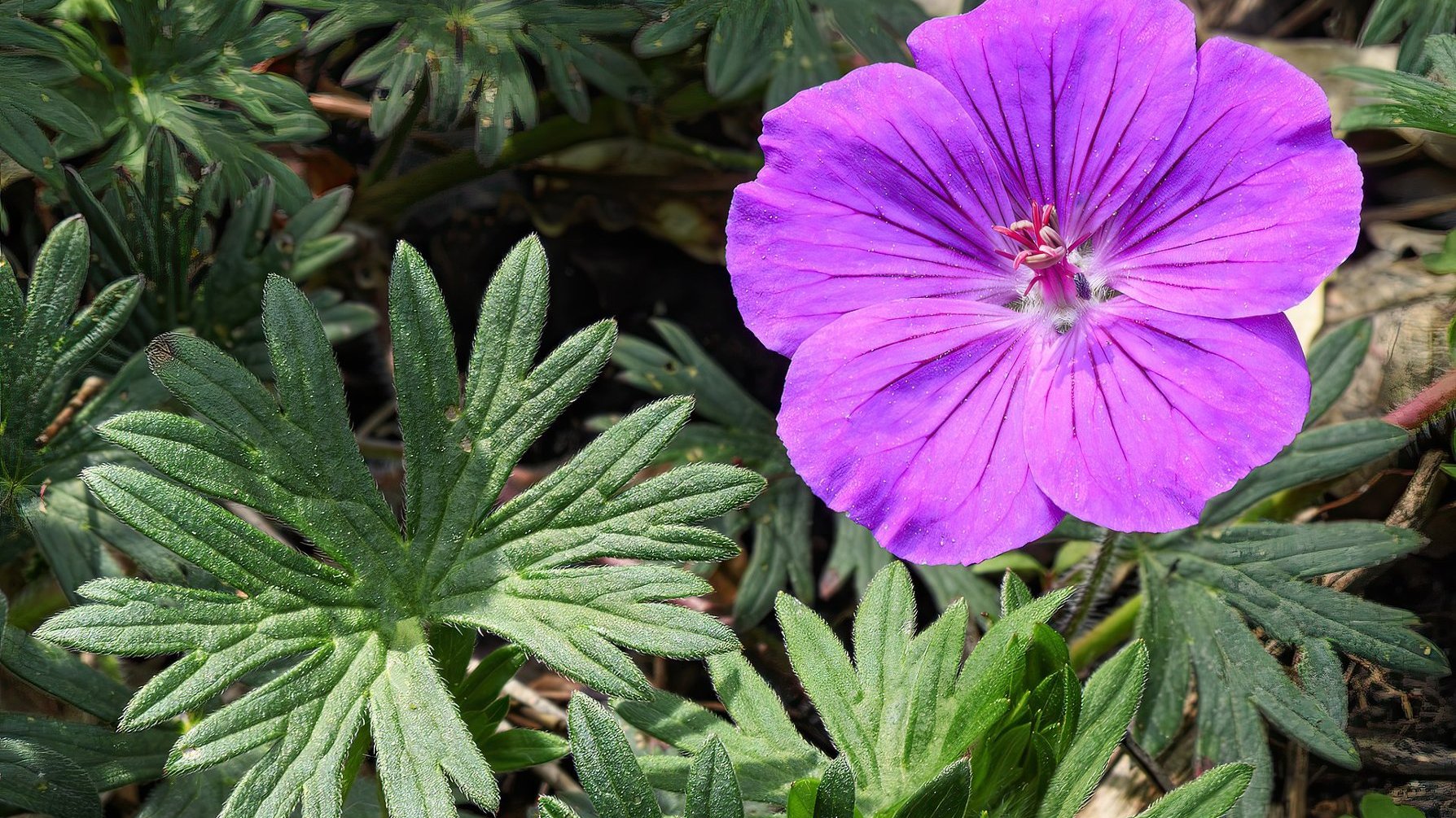 Bodziszek czerwony (Geranium sanguineum L.) - na zdjęciu widać kwiat różowy geranium i ciemnozielone liście dłoniasto 7-dzielne, całobrzegie ,źródło zdjęcia: (MHNT) Geranium sanguineum - Flower and leaf - Les Martels, Giroussens Tarn - Bodziszek czerwony - Wikipedia, wolna encyklopedia