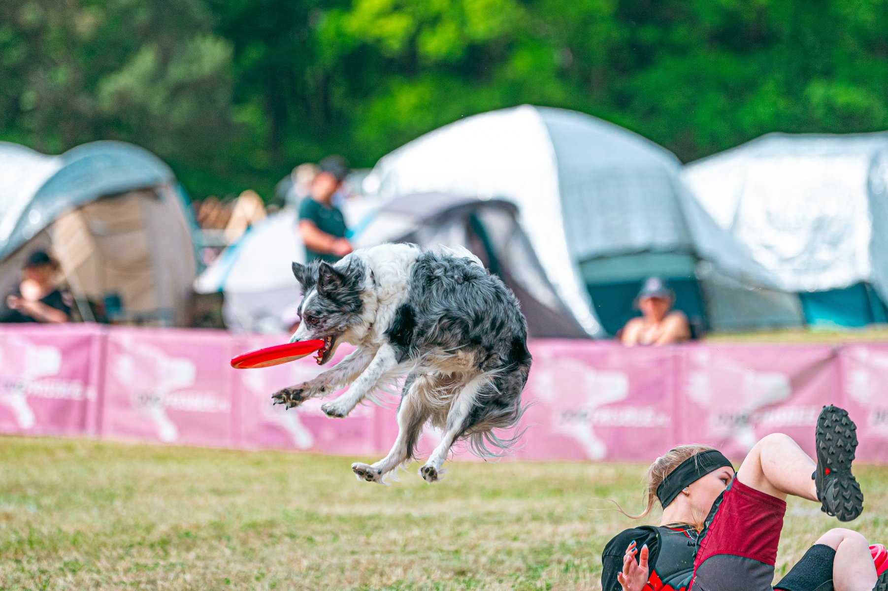 Pies skaczący po ringo