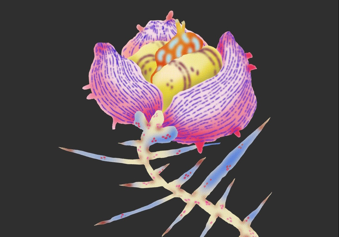 Grafika kolorowego kwiata w dużym przybliżeniu na czarnym tle.