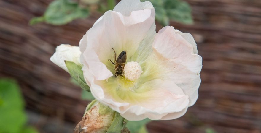 Pojedynczy kwiat malwy