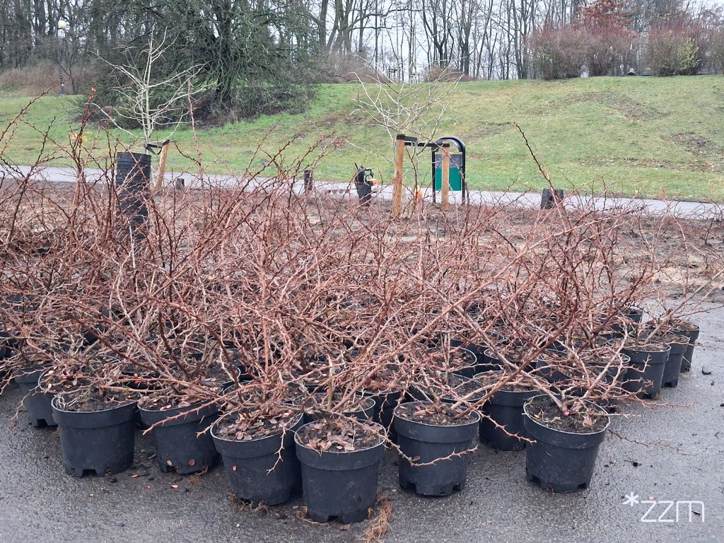 Posadzone róże w Parku Cytadela