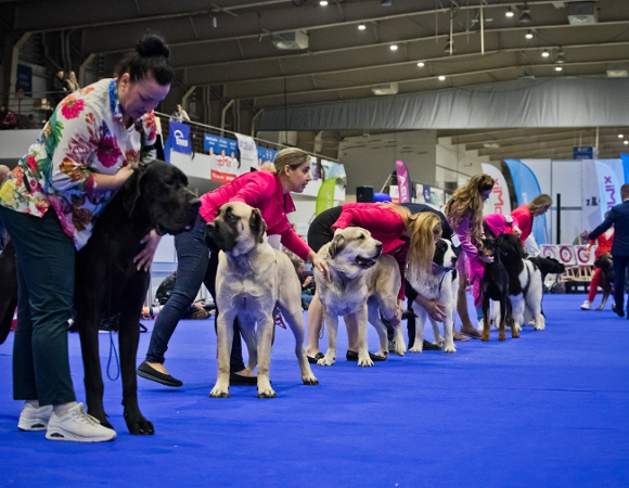 Psy z właścicielkami podczas prezentacji