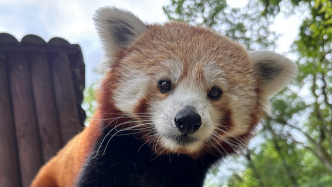 Pyszczek pandy rudej.