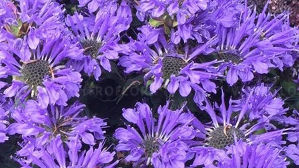 Pysznogłówka w kolorze intesywnego fioletu, odm.Bee Pretty, rodzaj Monarda