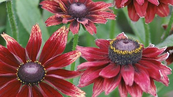 rudbekia w kolorze czerwonym