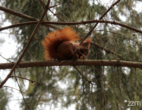 Rudowłosa wiewiórka z puszystym ogonem siedzi na gałęzi drzewa iglastego i trzyma w łapkach pokarm. W tle gęste, rozmyte gałęzie i igliwie. W prawym dolnym rogu biały napis: "*ZZM".