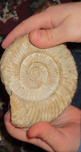 skamielina - muszla