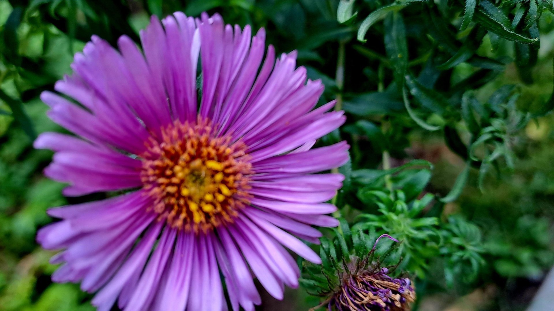 aster