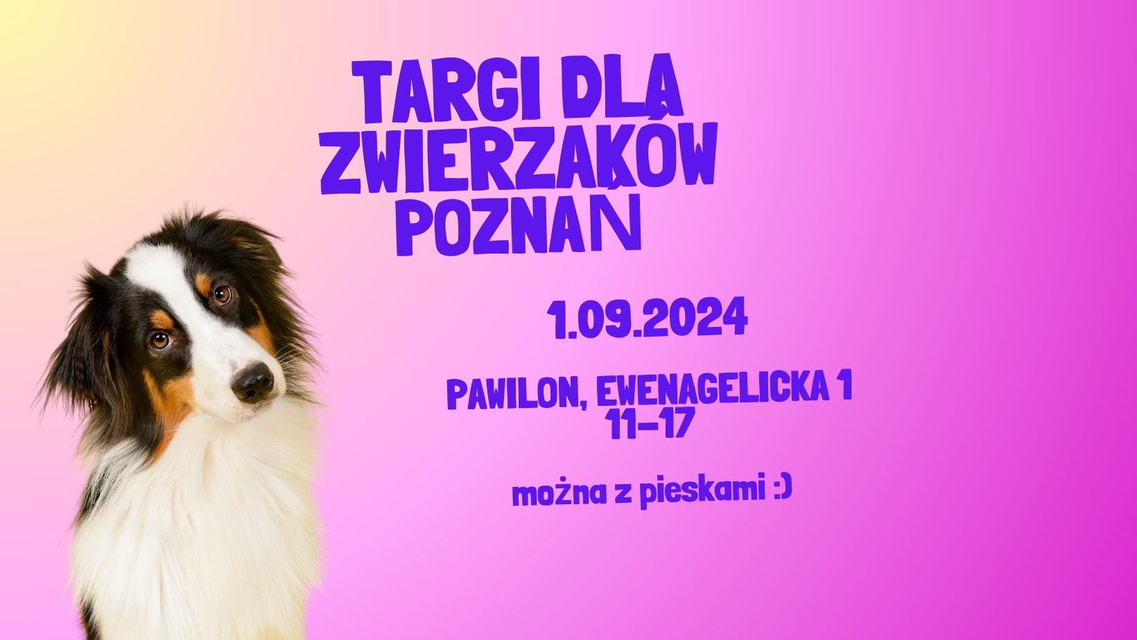Na kolorowym tle trójkolorowy piesek z długą sierścią i długimi, oklapniętymi uszami. Piesek patrzy przed siebie i łagodnie pochyla głowę.