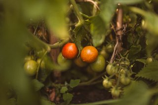 Pomidorki na krzaku.