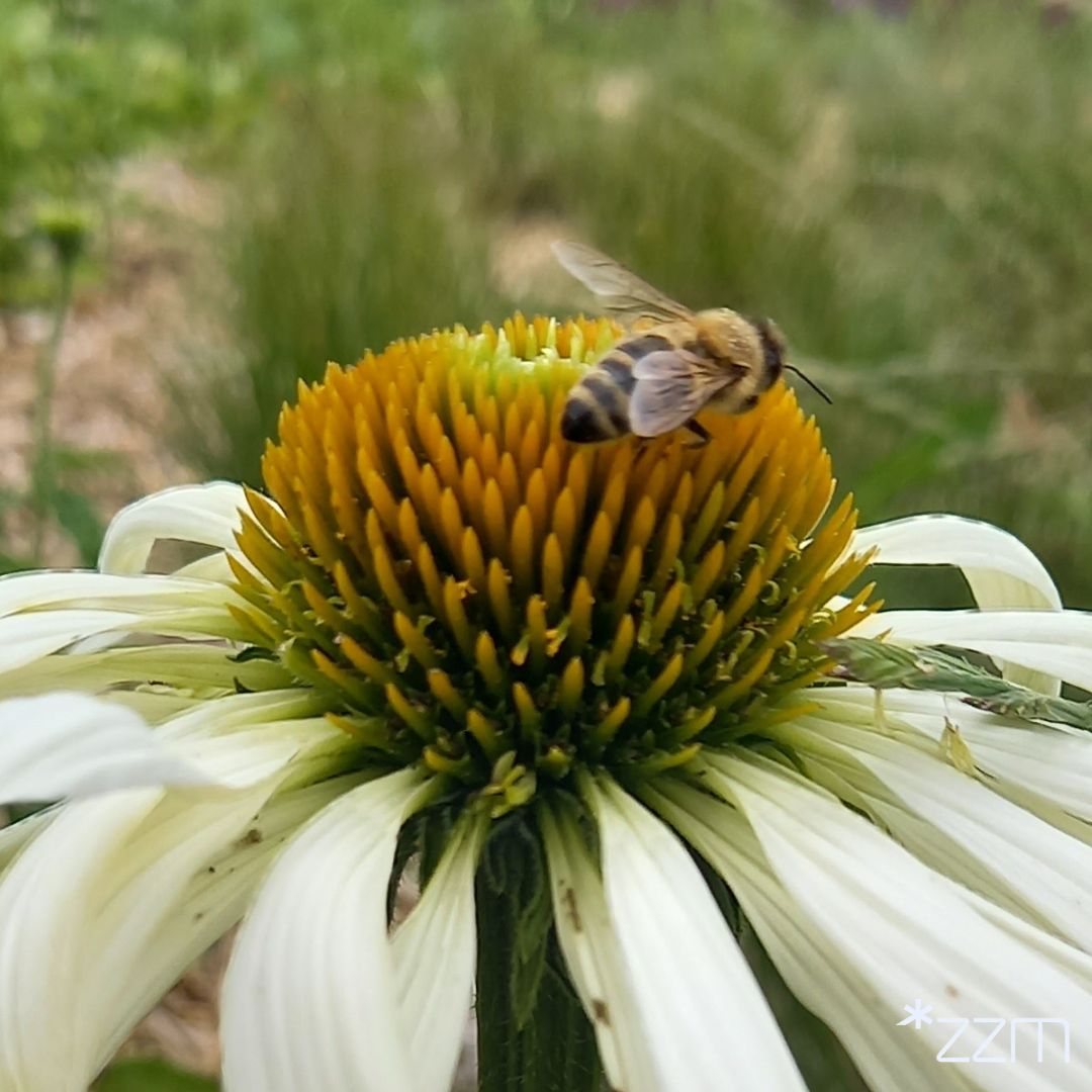 Wielki Dzień Pszczół - święto, które ma na celu uświadomienie nam, jak ważną rolę pełnią te owady w naszym ekosystemie i jak wiele im zawdzięczamy