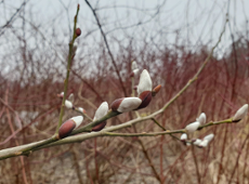 Park Sołacki (fot. E. Majewska) Zdjęcie ilustracyjne - przedstawia pąki (bazie) na gałęzi drzewa