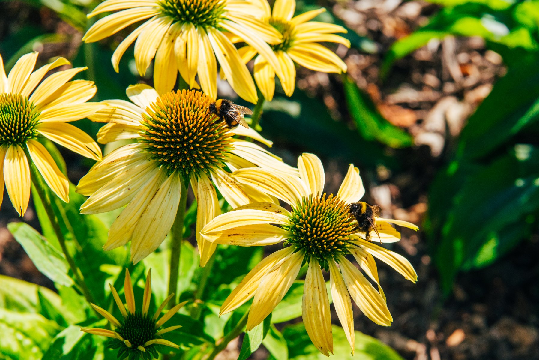 Zdjęcie przedstawia domek dla owadów.