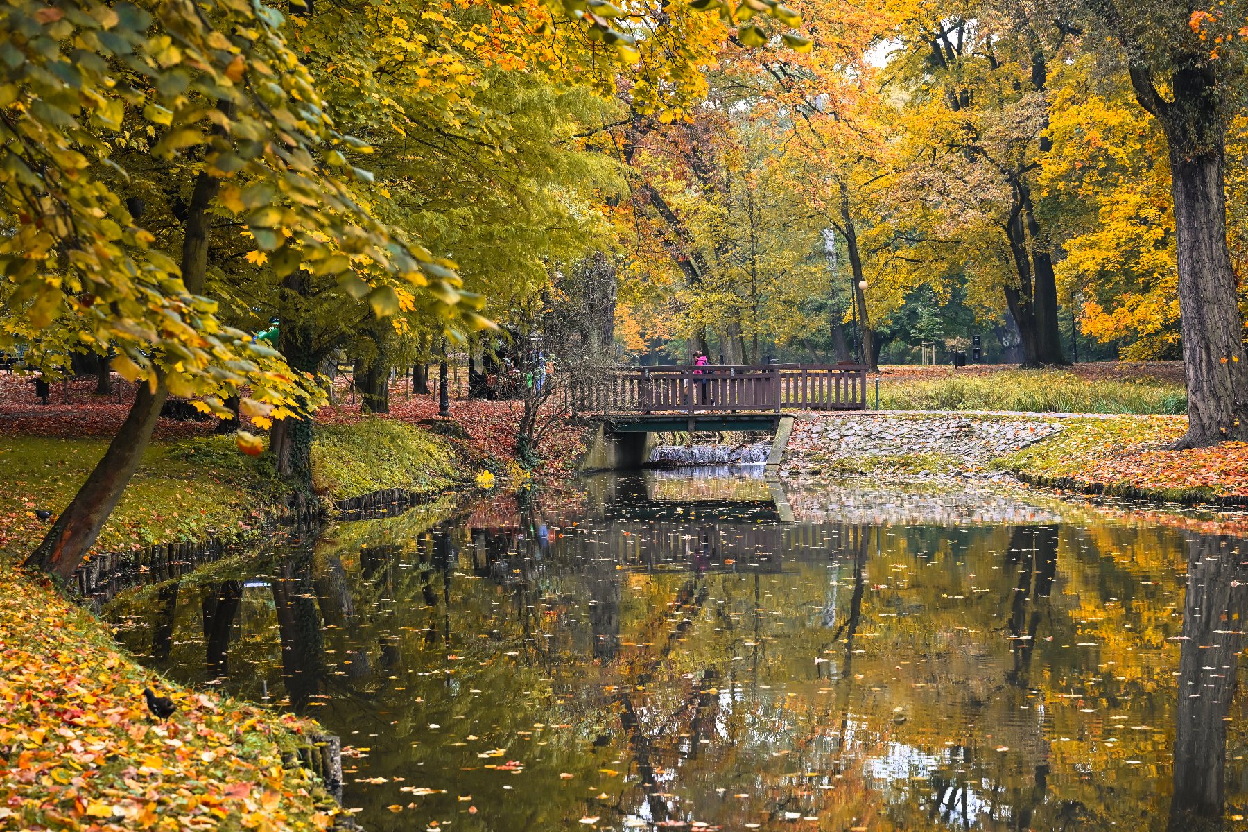 Zdjęcie przedstawia gałązkę z liśćmi, staw i budynek w oddali.