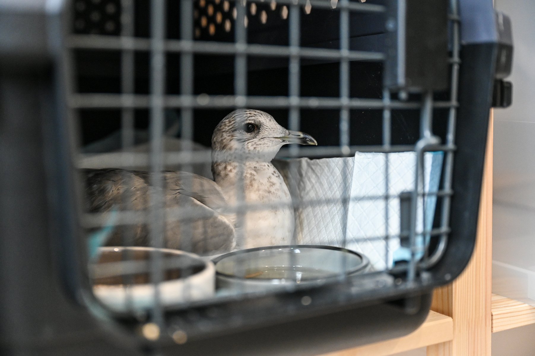 Zdjęcie przedstawia jedzącego z miski jeża.