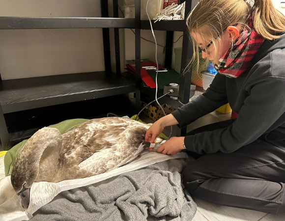 Zdjęcie przedstawia kobietę opatrującą rannego łabędzia. Ptak siedzi na kocu.