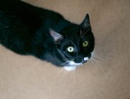 Zdjęcie przedstawia kota patrzącego w górę, w aparat.