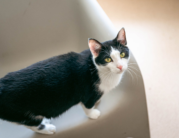 Zdjęcie przedstawia kota patrzącego w górę, w aparat.