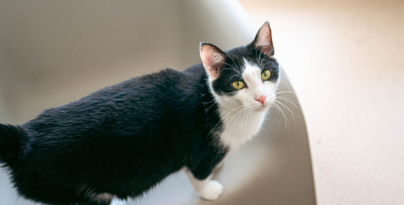 Zdjęcie przedstawia kota patrzącego w górę, w aparat.