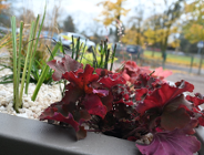 Zdjęcie przedstawia ogród deszczowy, czyli rośliny w dużej donicy.