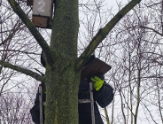 Zdjęcie przedstawia osobę stojącą na drabinie opartej o drzewo, która montuje lub serwisuje drewnianą budkę lęgową dla ptaków. Pracownik ma na sobie ciemną odzież oraz jaskrawozielone rękawice ochronne, a na wyższej gałęzi widoczna jest już inna, zamontowana budka z wyraźnym numerem "2".
