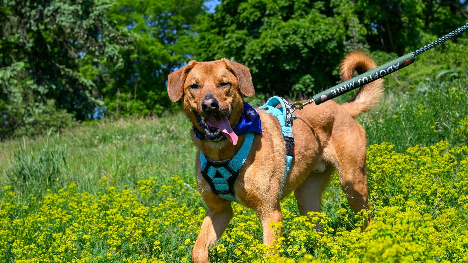Zdjęcie przedstawia psa na smyczy.