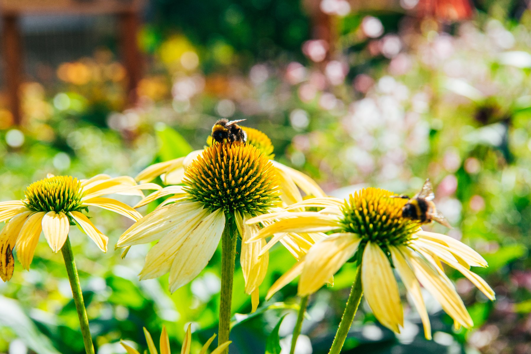 Zdjęcie przedstawia pszczoły siedzęce na kwiatach.