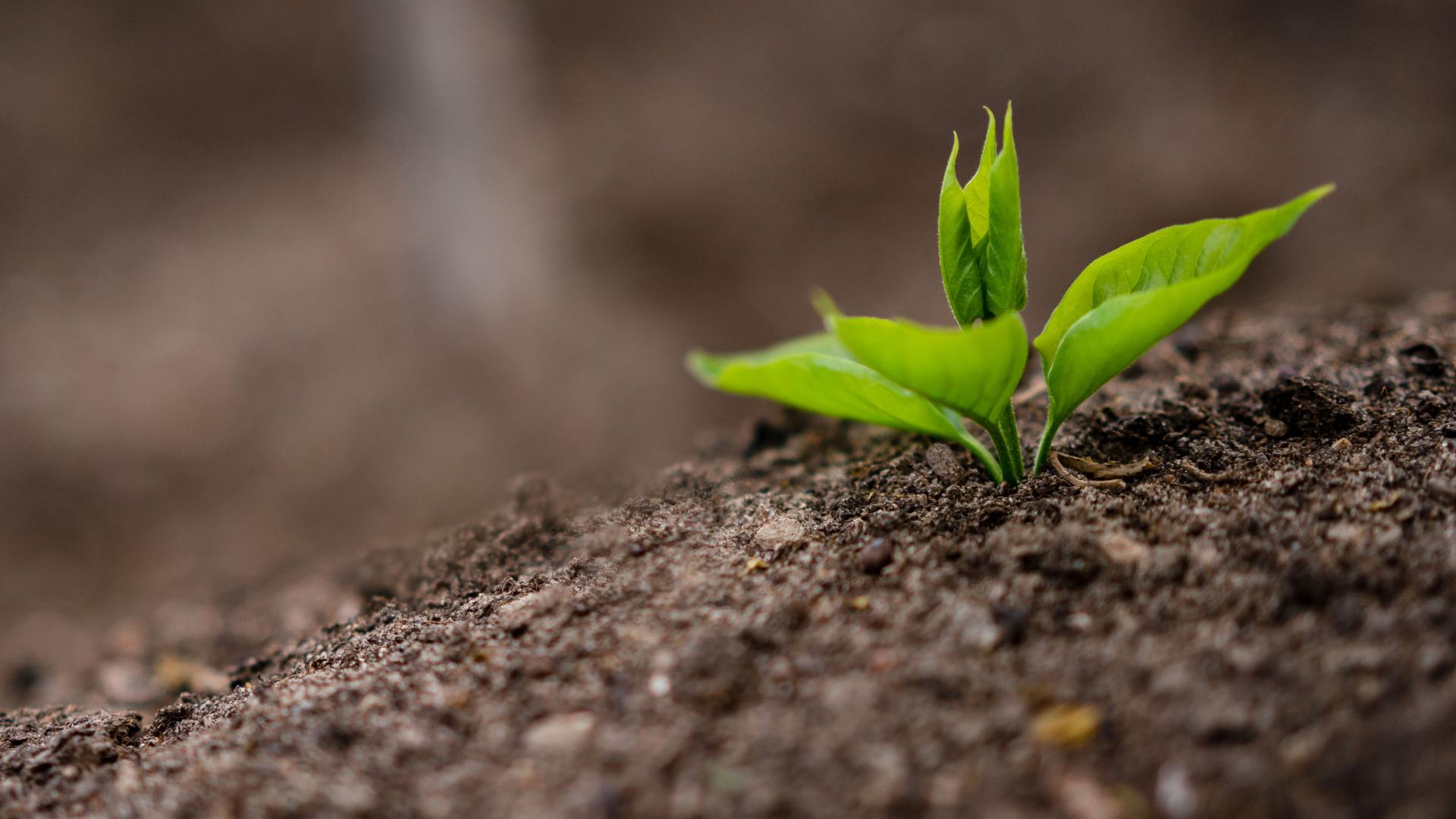 Zdjęcie przedstawia roślinę wyrastającą z ziemi