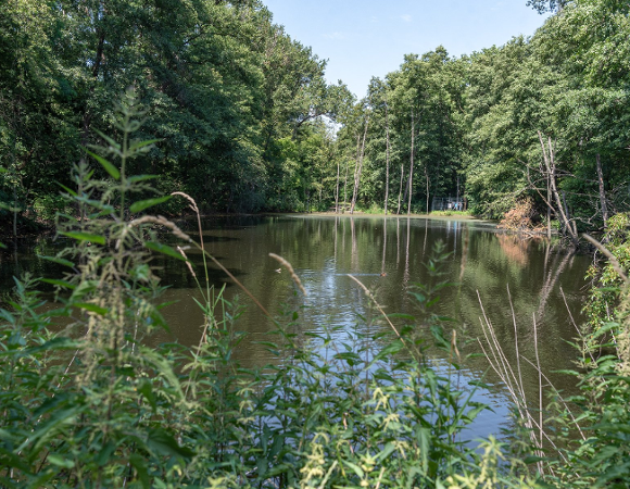 Zdjęcie przedstawia staw i otaczające go drzewa.