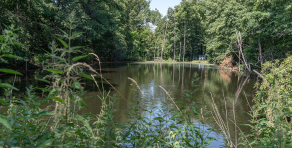 Zdjęcie przedstawia staw i otaczające go drzewa.